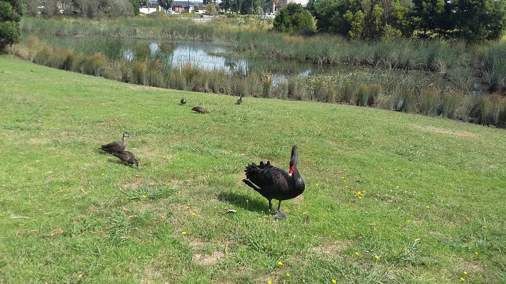 Edenbrook Wetlands and Playground | Edenbrook Circuit, Pakenham VIC 3810, Australia