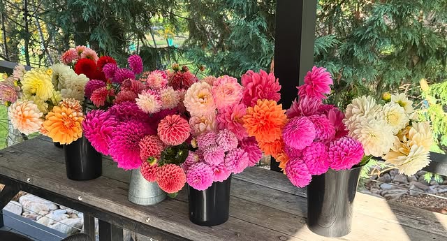 The Dahlia Patch Farm | 154 Old S Rd, Alpine NSW 2575, Australia | Phone: 0413 057 671