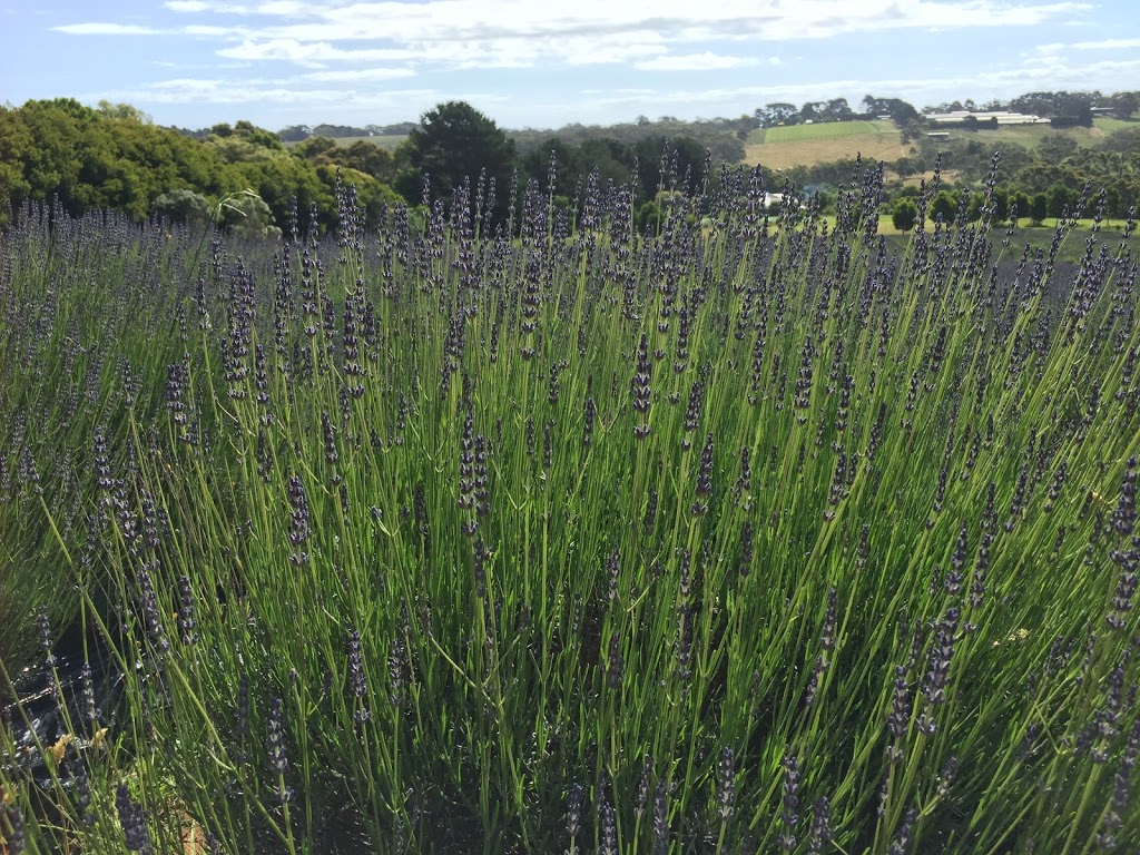 Red Hill Lavender Farm & Distillery | 284 Main Creek Rd, Main Ridge VIC 3928, Australia | Phone: 0407 832 412