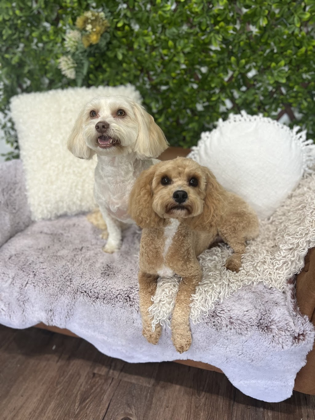 Furry Friendz - Personalised Dog Grooming | 14 Sycamore St, Redland Bay QLD 4165, Australia | Phone: 0459 129 289