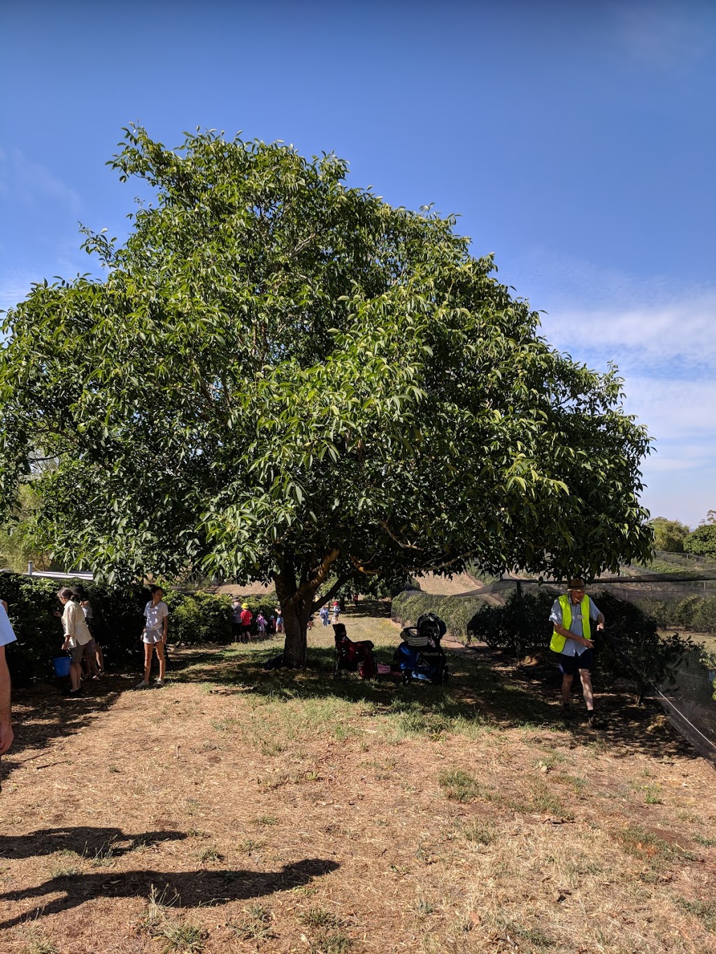 Buninyong Blueberry Farm | 7189 Midland Hwy, Buninyong VIC 3357, Australia | Phone: 0409 316 724