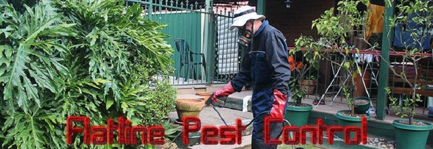Flatline Pest Control Central Coast - best pest bird control ter | home goods store | 45 Barree Ave, Narara NSW 2250, Australia | 0451677228 OR +61 451 677 228