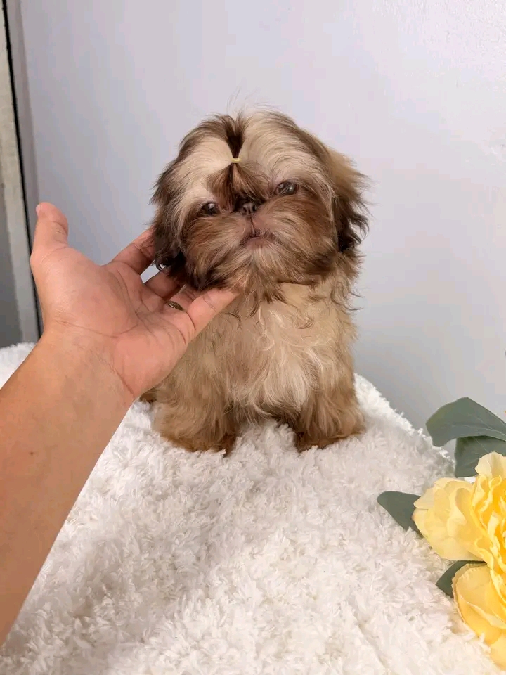 POLINAS SHIHTZU PUPPIES FOR REHOMING | St Georges Terrace, St George QLD 4487, Australia | Phone: (570) 597-3342