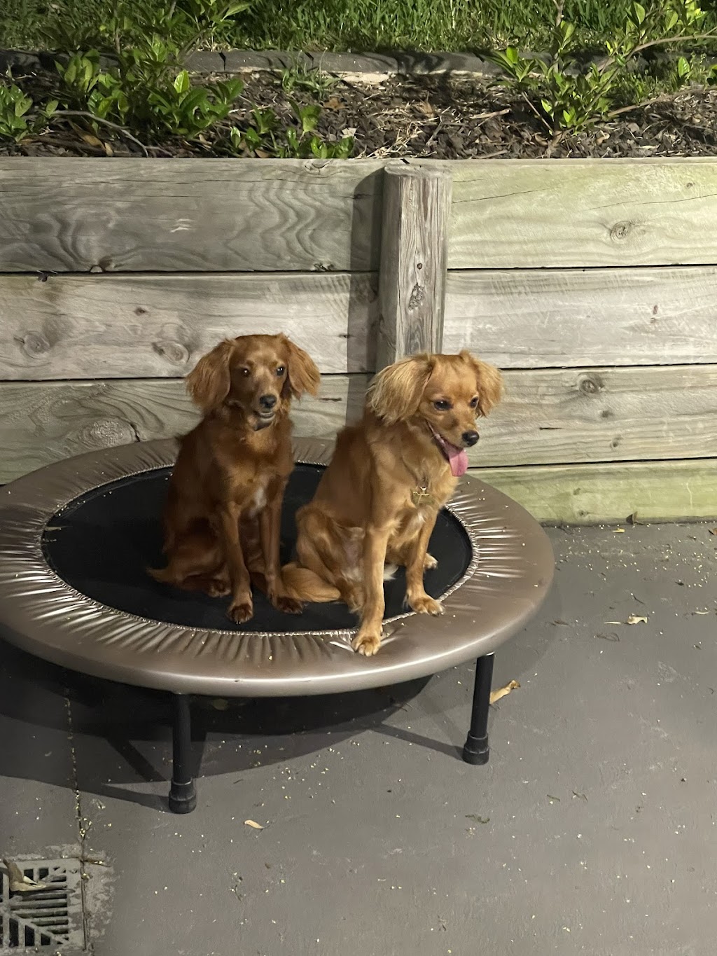 Oodle Life | 11A Benwerrin Cres, Grasmere NSW 2570, Australia | Phone: 0488 667 988