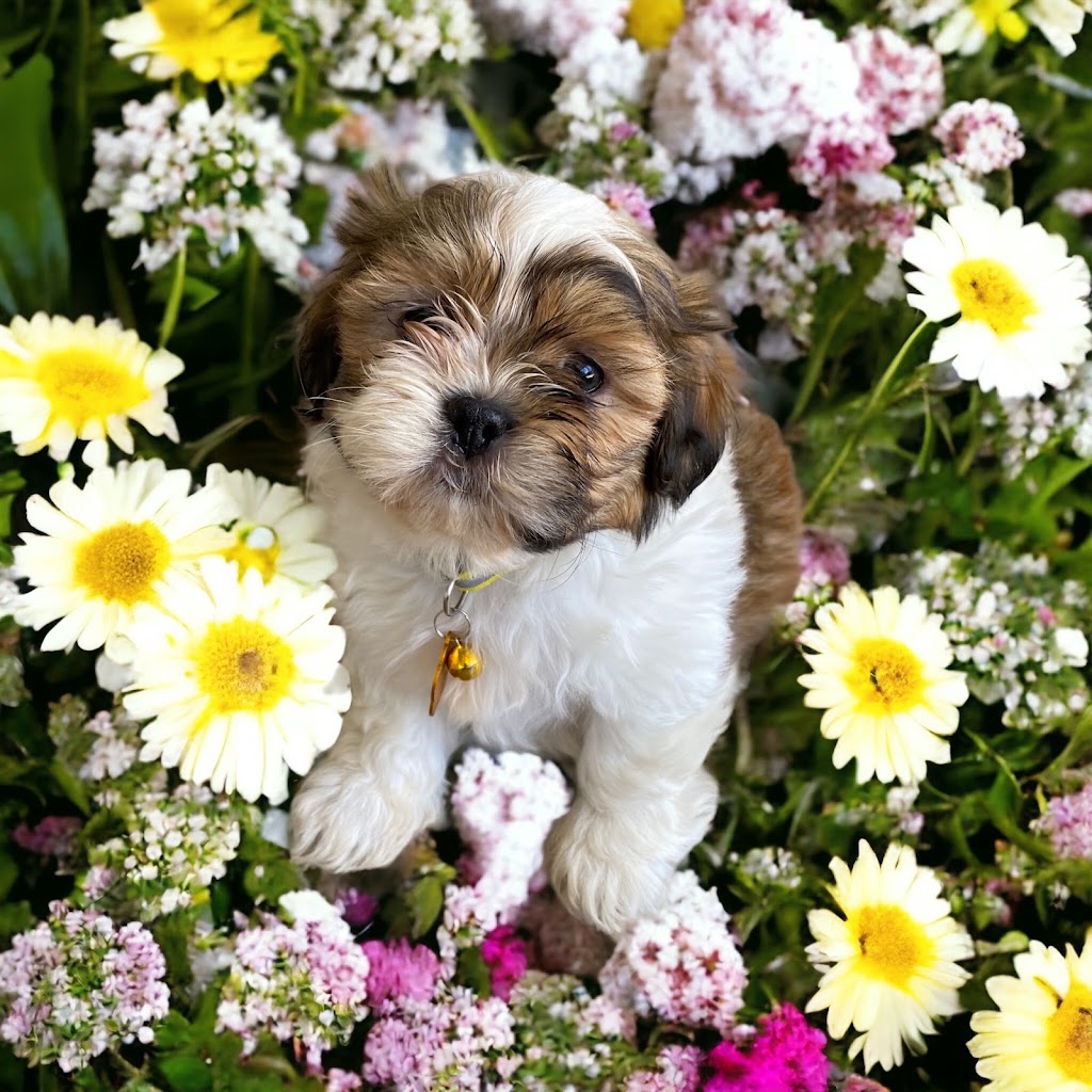 ICBOO- Inverness Breeder Of Companion Oodles | 4 Golf Links Rd, Glen Innes NSW 2370, Australia | Phone: 0421 351 649