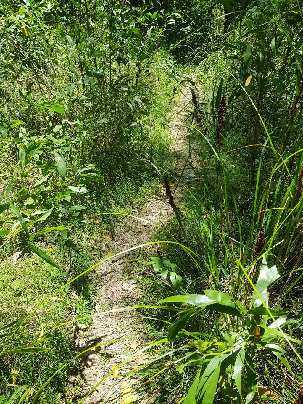 Pirri Reserve Walking Track | 204 River Heads Rd, Booral QLD 4655, Australia