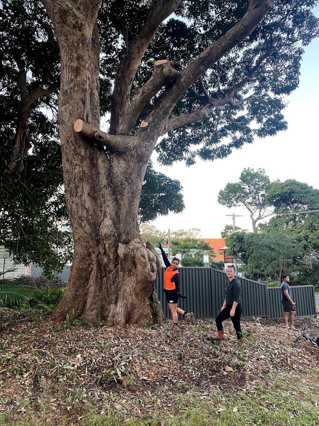 Boss Tree Services Russell Island & Bay islands | general contractor | 164 Canaipa Point Dr, Russell Island QLD 4184, Australia | 0731333199 OR +61 7 3133 3199
