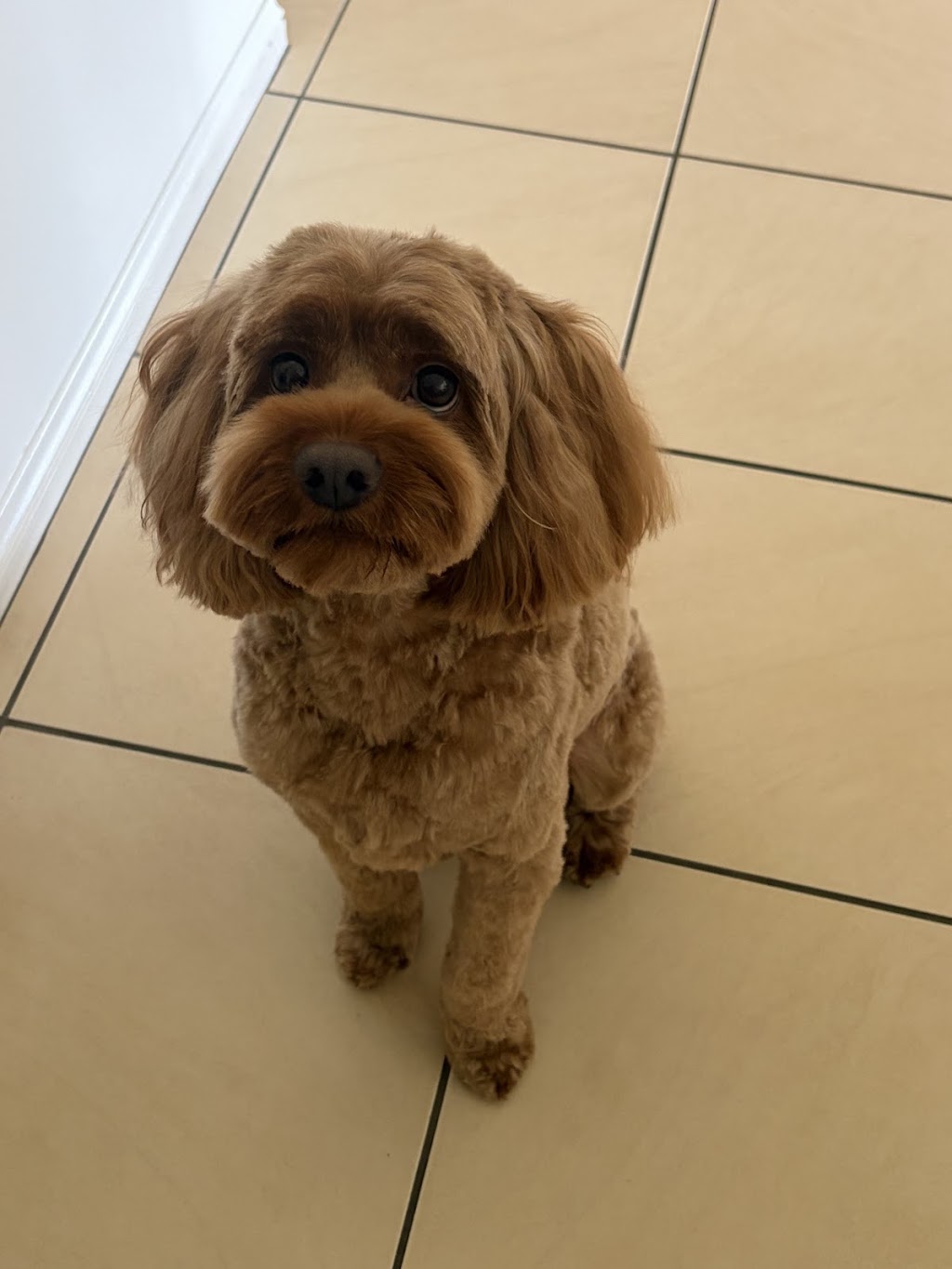 Lather and Love Canine Spa and Social Club | 19 Bell St, DAguilar QLD 4514, Australia | Phone: 0468 625 301