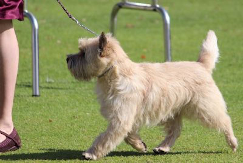 Highcroft Cairn Terriers - Boarding and Grooming | 81 Bush Rtt, Nambeelup WA 6207, Australia | Phone: 0414 972 837