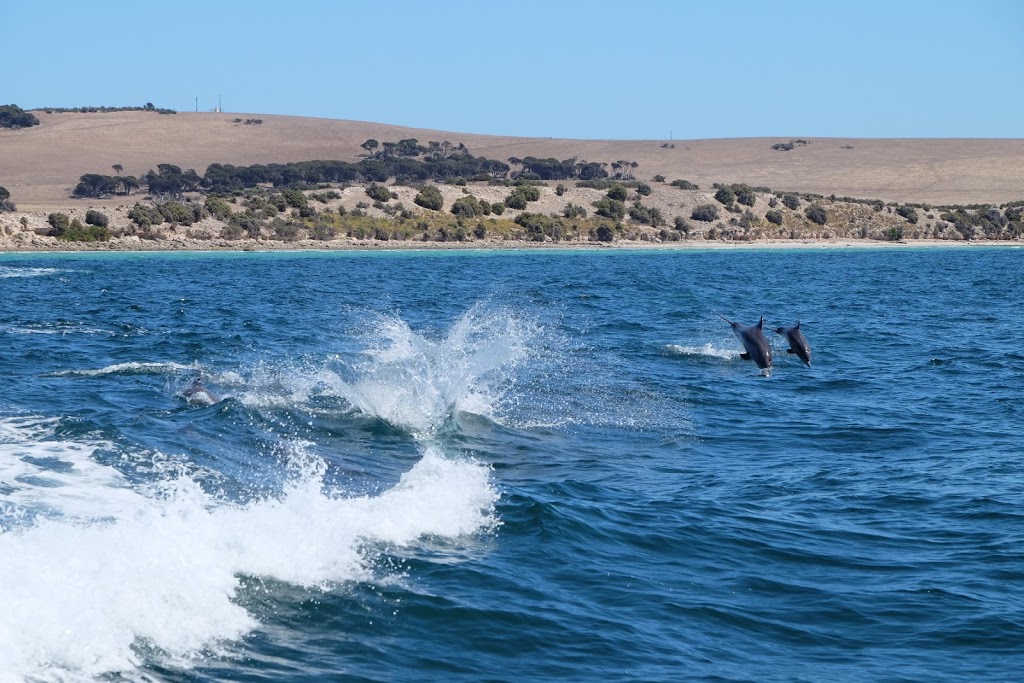 Kangaroo Island Marine Adventures | Kingscote Wharf, Kingscote SA 5223, Australia | Phone: (08) 8553 3227