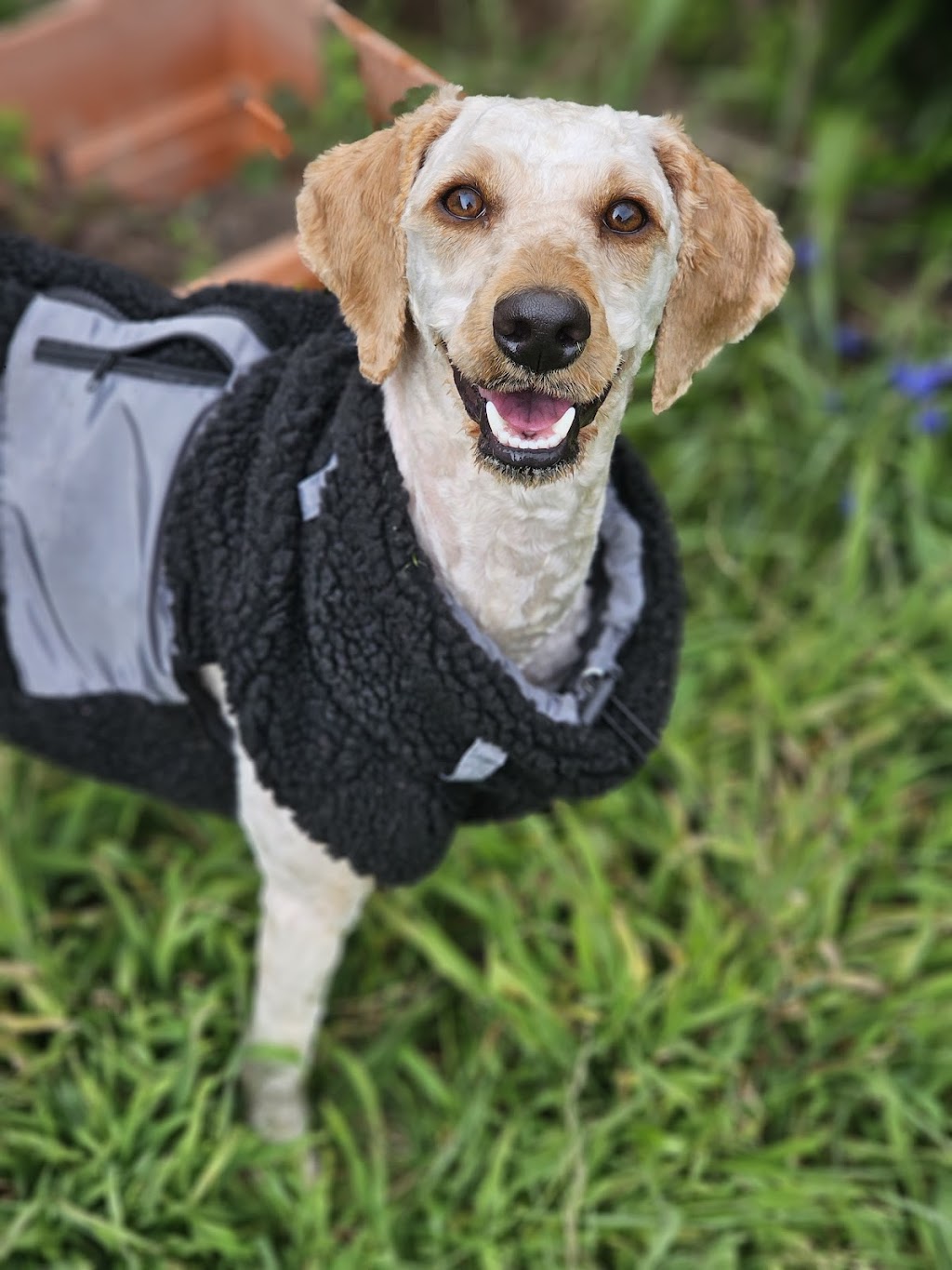 Jims Dog Wash California Gully | 22 Pearce St, California Gully VIC 3556, Australia | Phone: 0483 092 411