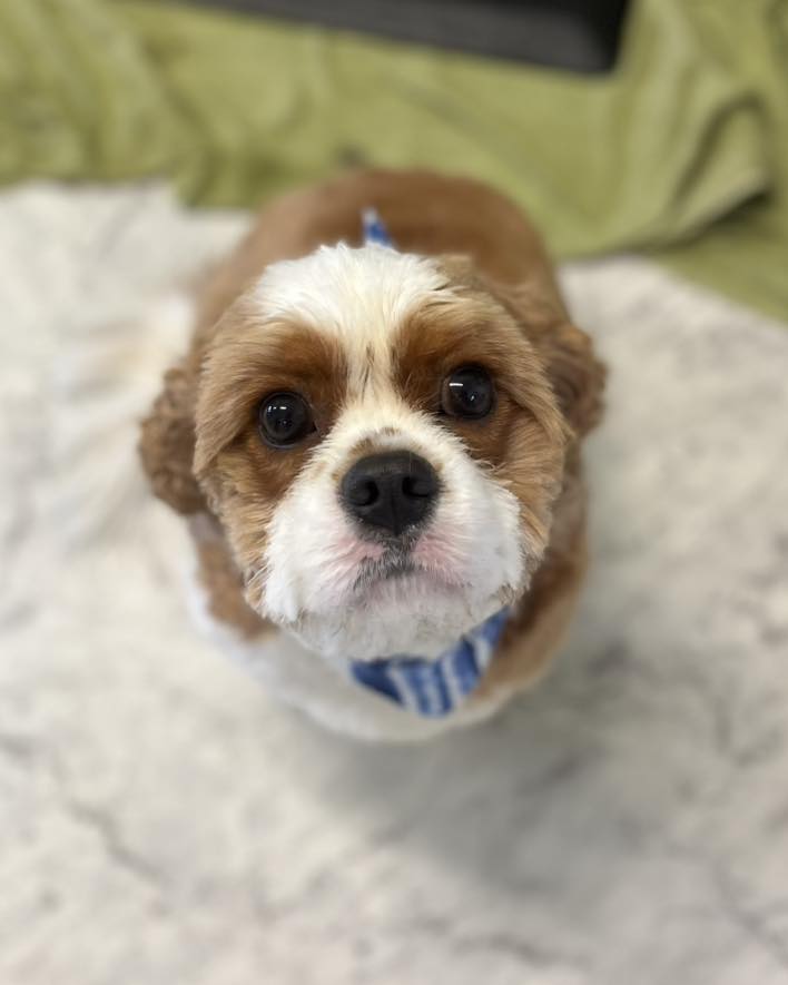 Cinda’s Pet Services | 2/96 Northville Dr, Barnsley NSW 2278, Australia | Phone: 0424 649 428