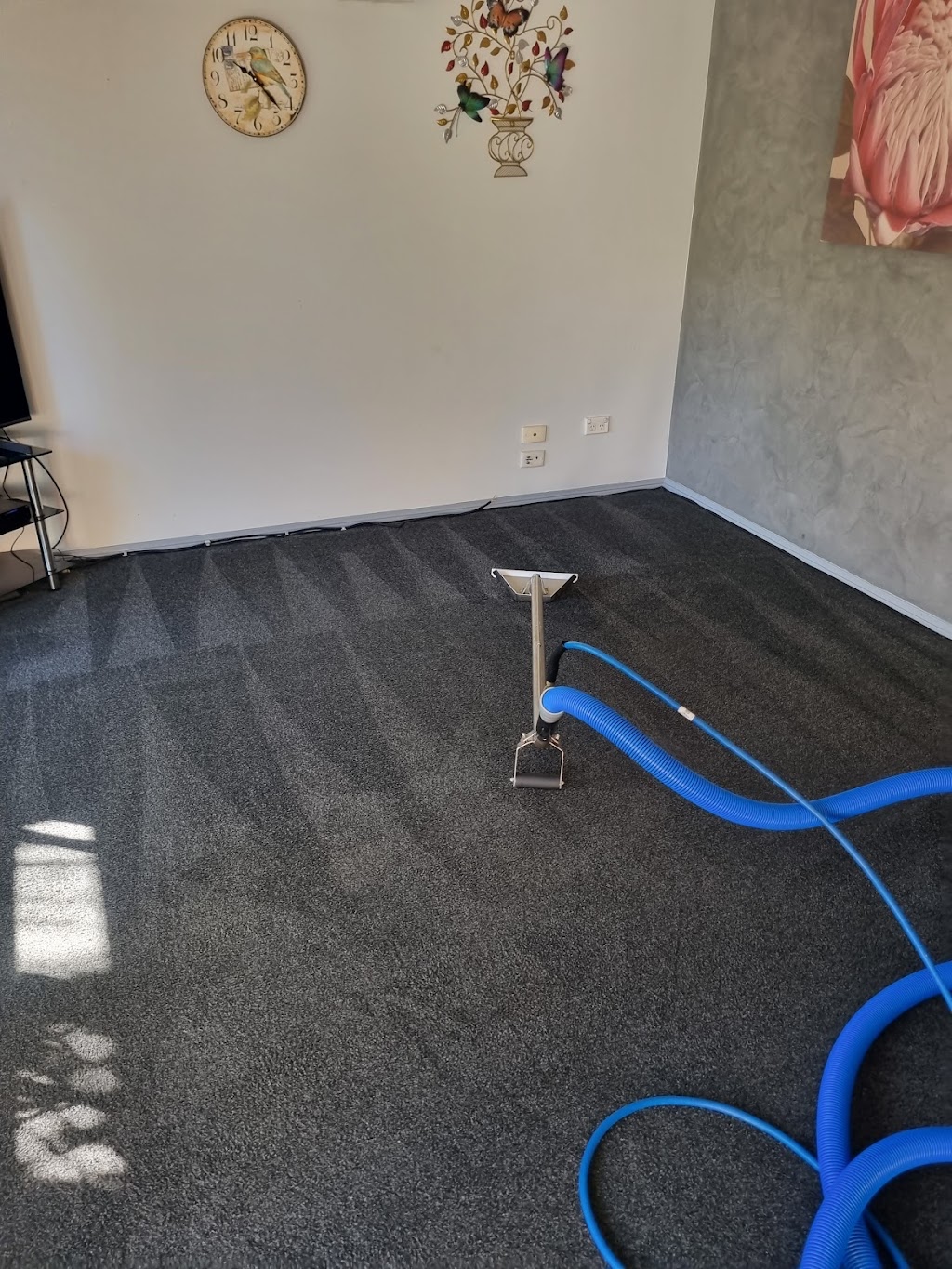 Ticked Off Pests Control and Carpet Cleaning | 39 Fantail Ct, Moorina QLD 4510, Australia | Phone: 0451 730 632