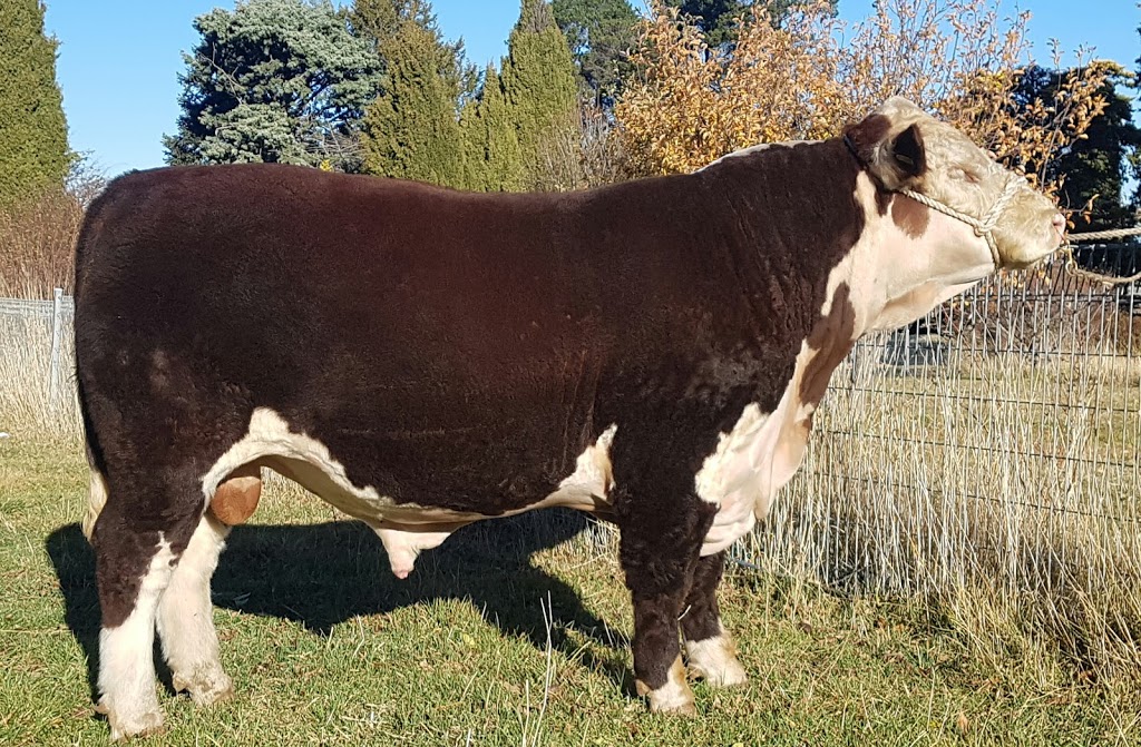 Gunyah Hereford Stud | Kosciuszko Rd, Cootralantra NSW 2628, Australia | Phone: 0403 483 702