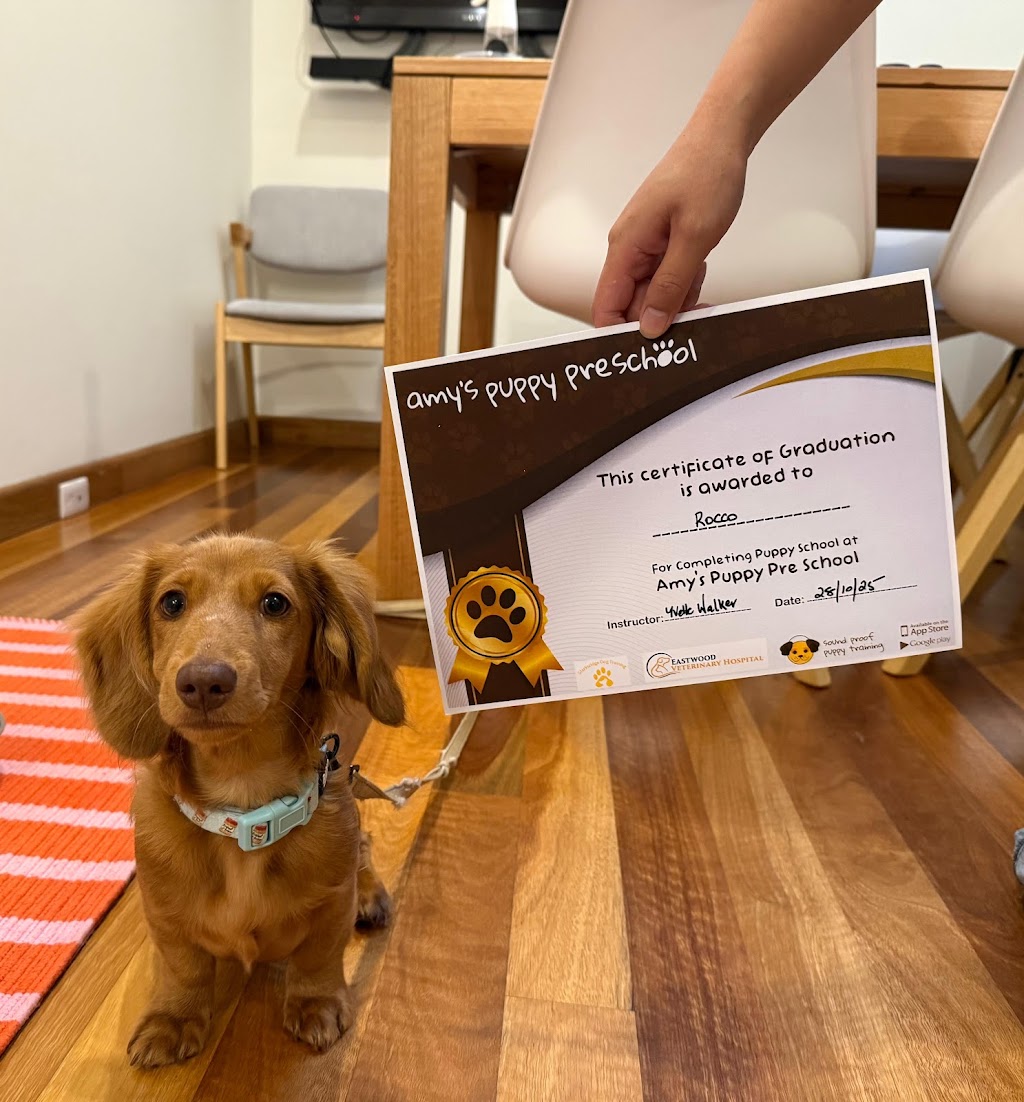 Starksridge Dog Training | 65a Epping Ave, Eastwood NSW 2122, Australia | Phone: 0412 207 234