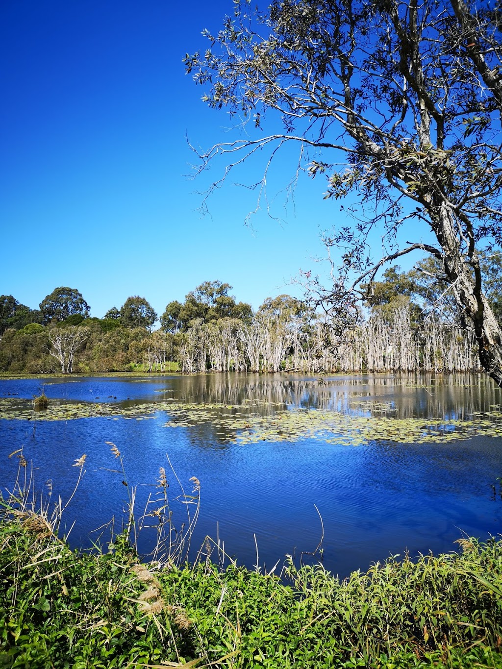 Sandy Camp Road Wetlands Reserve | Sandy Camp Rd, Wynnum West QLD 4178, Australia