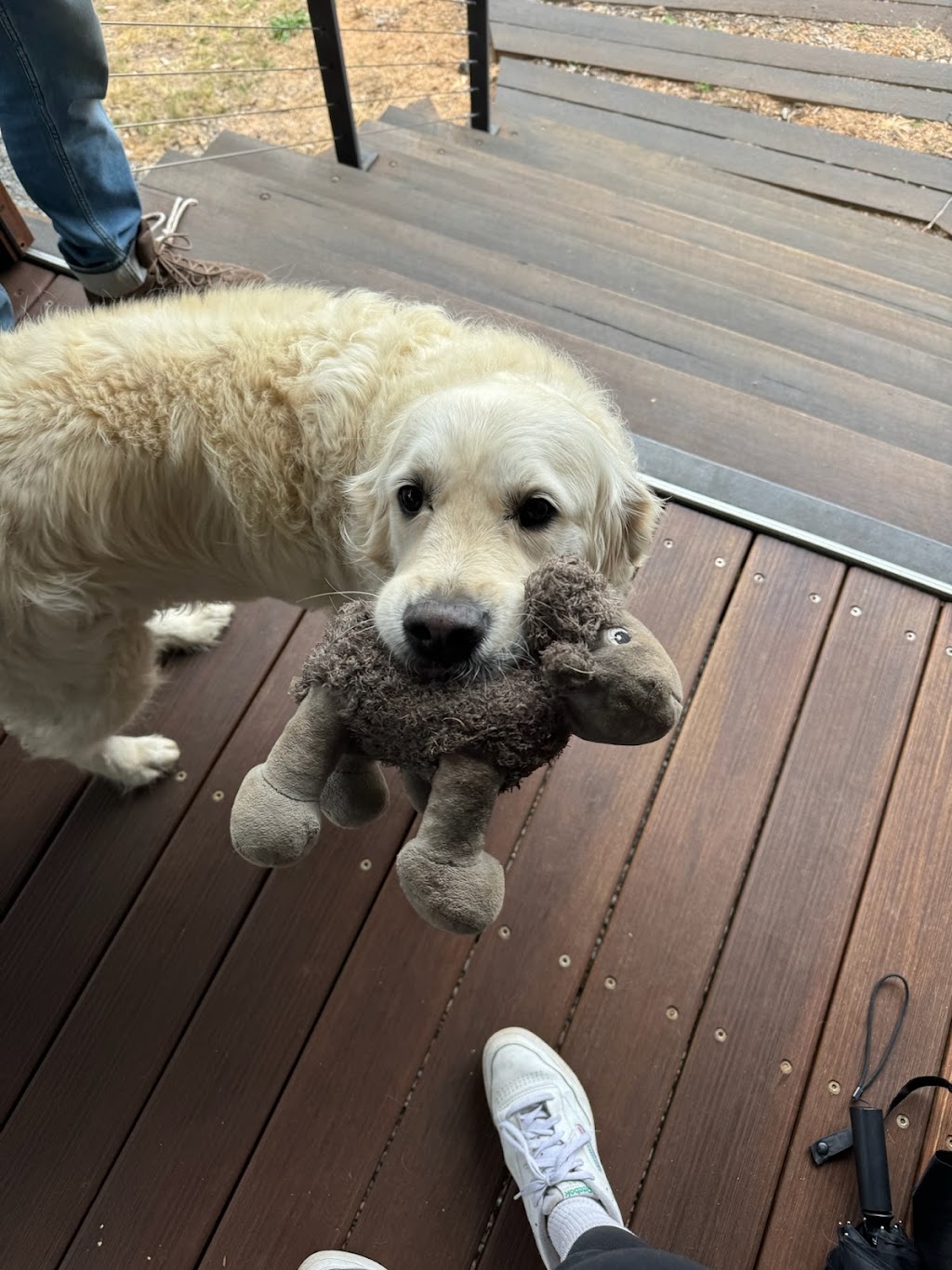 Rock Forest Vineyard | 12 Pine Ridge Rd, Rock Forest NSW 2795, Australia | Phone: 0418 165 070