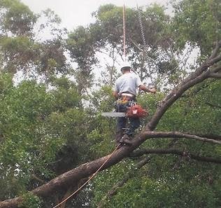 Sydney Tree Solutions | 50 Cliff Ave, Northbridge NSW 2063, Australia | Phone: 0405 095 095