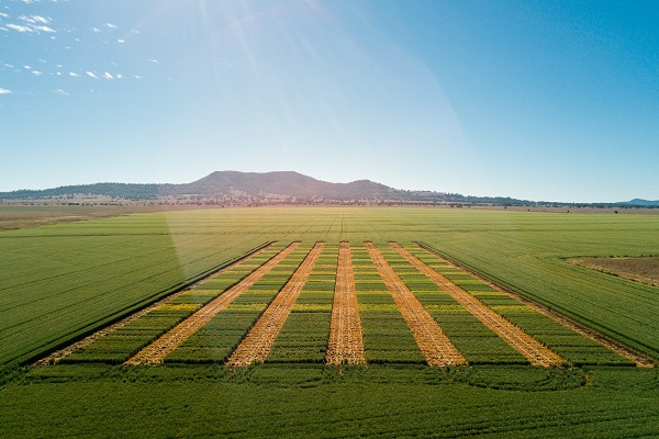 AMPS Agribusiness Limited | 25 Gunnedah Rd, Taminda NSW 2340, Australia | Phone: (02) 6762 2677