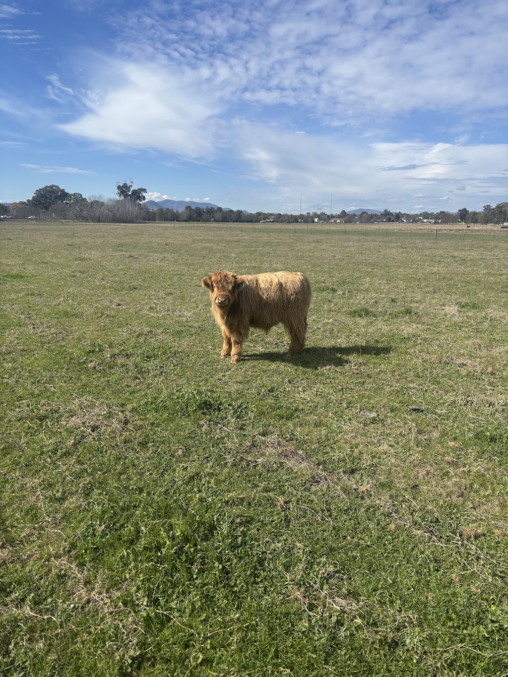 Mudgee Highlands | 106 Saleyards Ln, Mudgee NSW 2850, Australia | Phone: 0473 742 744