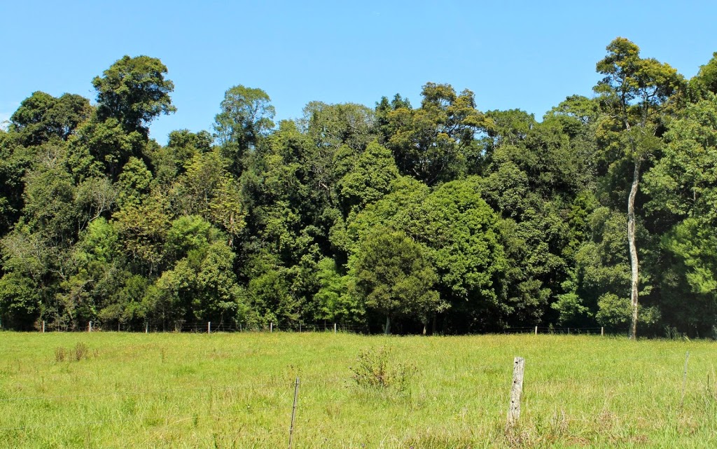 Booyong Nature Reserve | park | Booyong Rd, Booyong NSW 2480, Australia