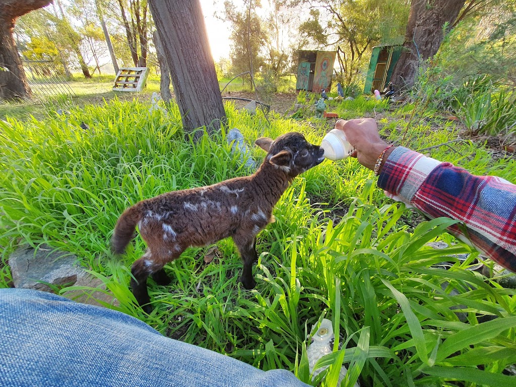 Express Wildlife Rescue | 24 Starflower Rd, Henley Brook WA 6055, Australia | Phone: 0417 926 130