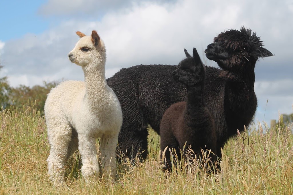 Forrestgate Alpacas | lodging | 2641 Colac-Forrest Rd, Forrest VIC 3236, Australia | 0352366376 OR +61 3 5236 6376