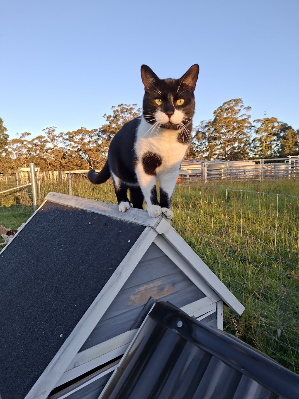 Lucky Stars Sanctuary | 167 Herivels Rd, Wootton NSW 2423, Australia | Phone: 0477 213 385
