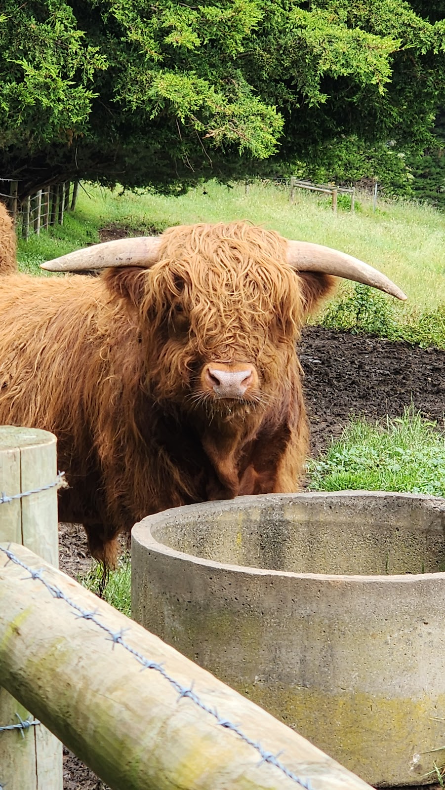 Skelmorlie Fold | 27 Miles Rd, Jumbunna VIC 3951, Australia | Phone: 0418 109 637