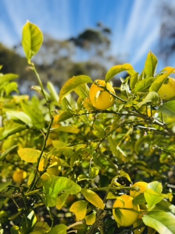 Apollo Space | 15 Holzer Dr, Apollo Bay VIC 3233, Australia | Phone: 0458 170 207