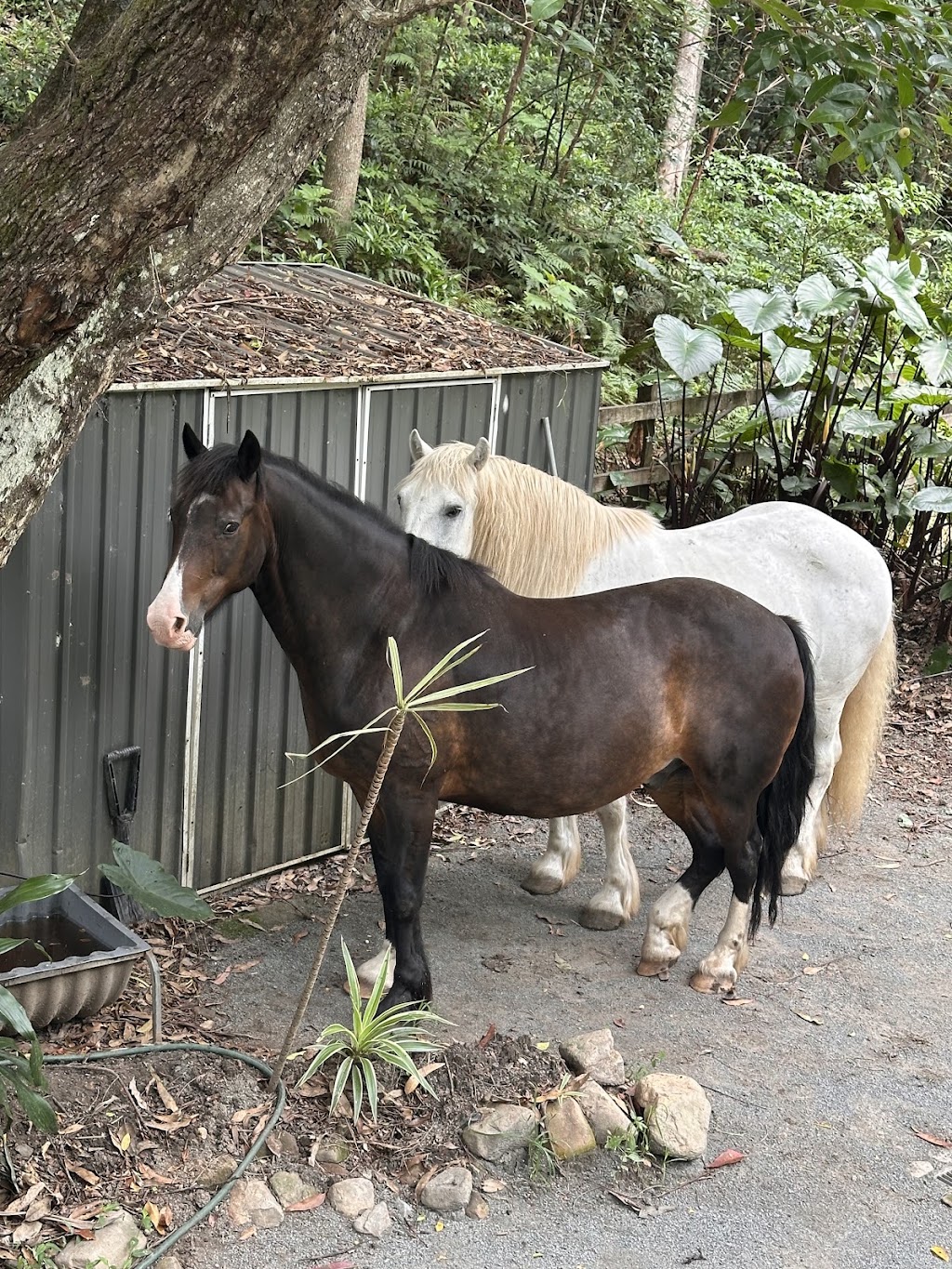MAJ Counselling and Equine Assisted Therapy | 611 Tallebudgera Creek Rd, Tallebudgera Valley QLD 4228, Australia | Phone: 0409 363 538