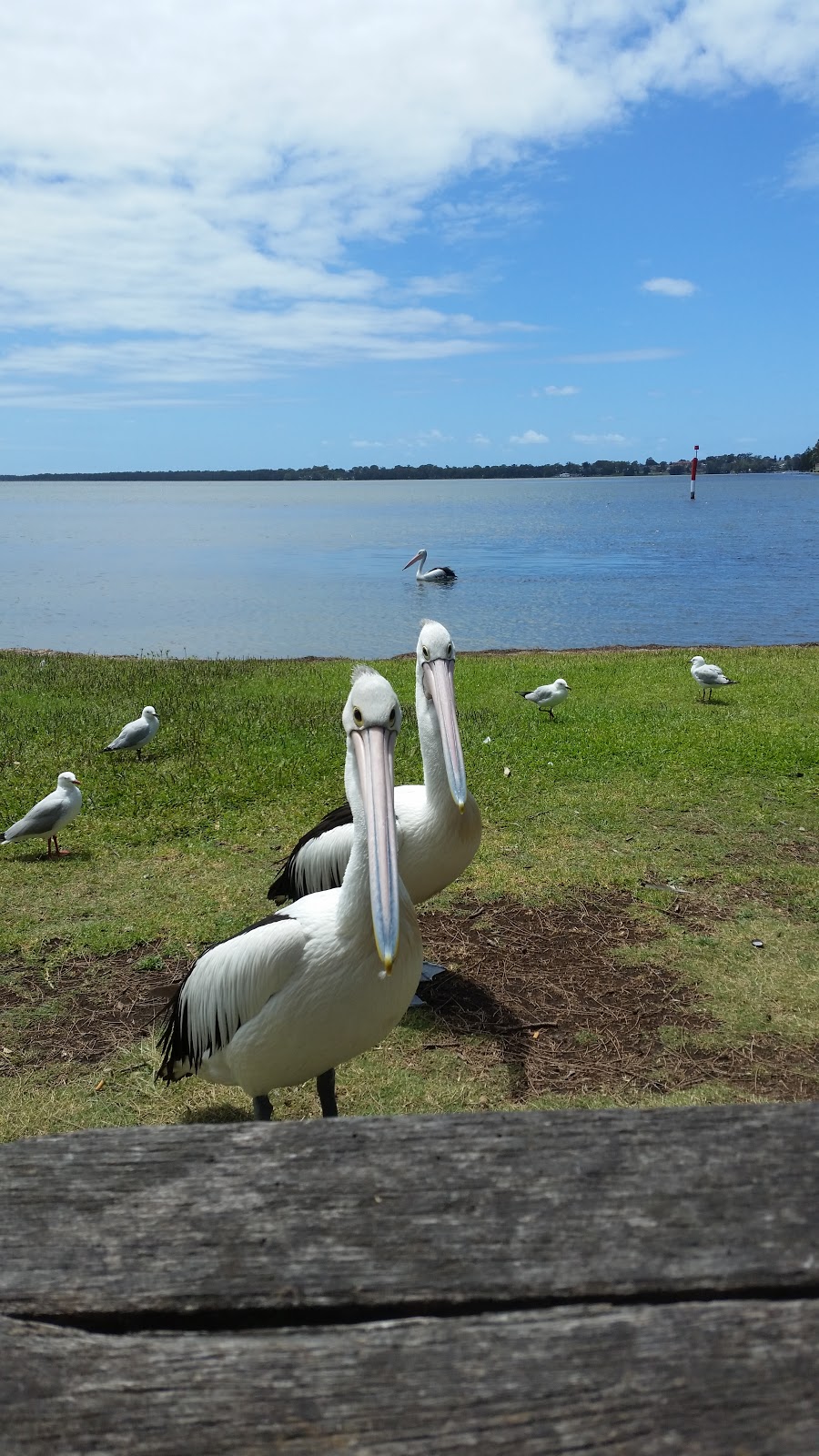 Wallarah Point Peace Park | park | 1 The Corso, Gorokan NSW 2263, Australia