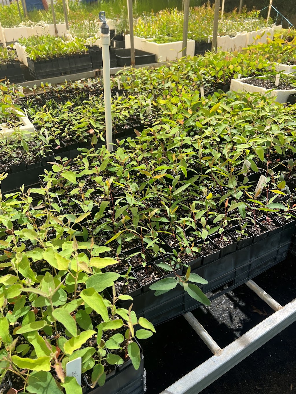 Goulburn Valley Tree Group | 6 Kerferd St, Tatura VIC 3616, Australia | Phone: 0400 059 765