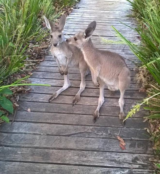 Wakeup Call Retreat Noosa | 101 Black Pinch Rd, Pomona QLD 4568, Australia | Phone: 0411 405 607