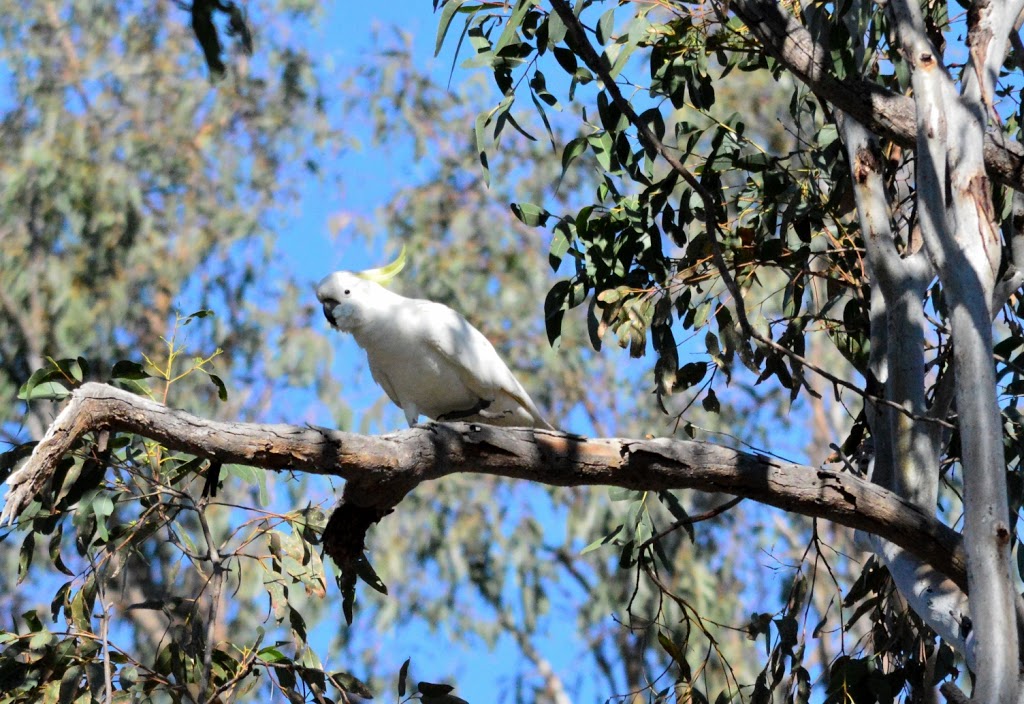 Lake Murphy Conservation Park | park | Broadmere QLD 4420, Australia