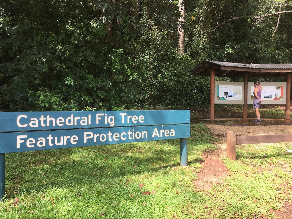 Cathedral Fig Tree | Cathedral Fig Tree, Danbulla Rd, Danbulla QLD 4872, Australia | Phone: 1300 362 242