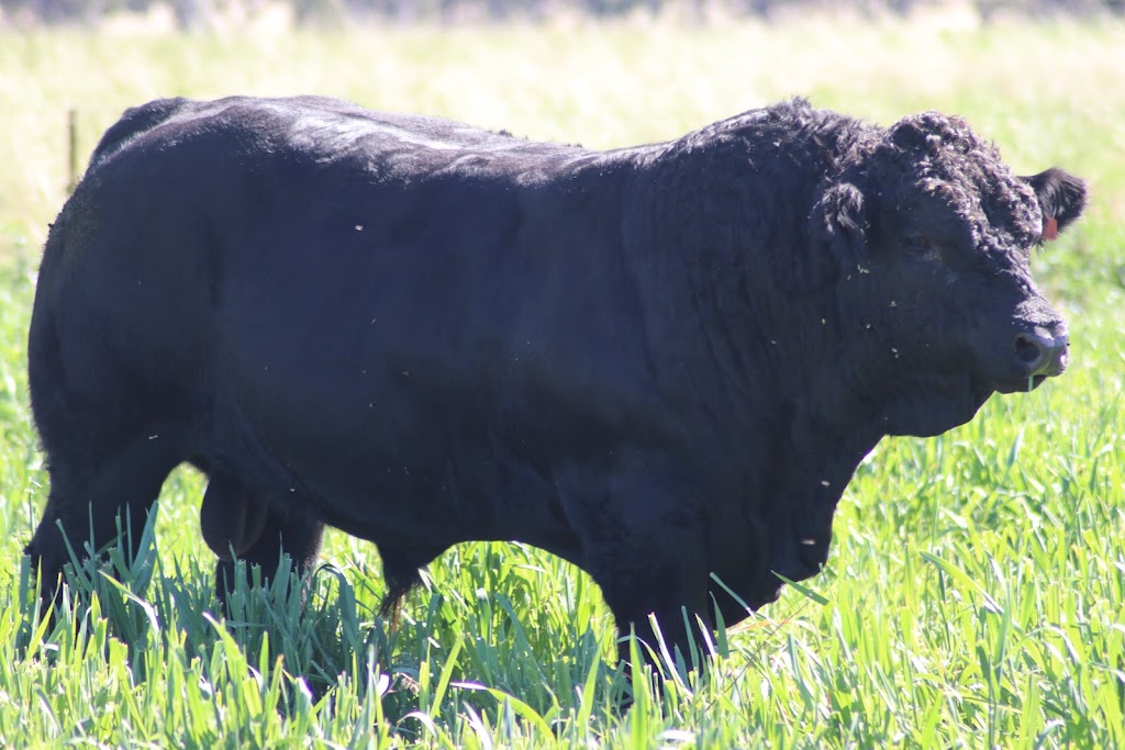 Angledale Limousins | Oakley/241 Dry Creek Rd, Willow Tree NSW 2339, Australia | Phone: 0438 941 745