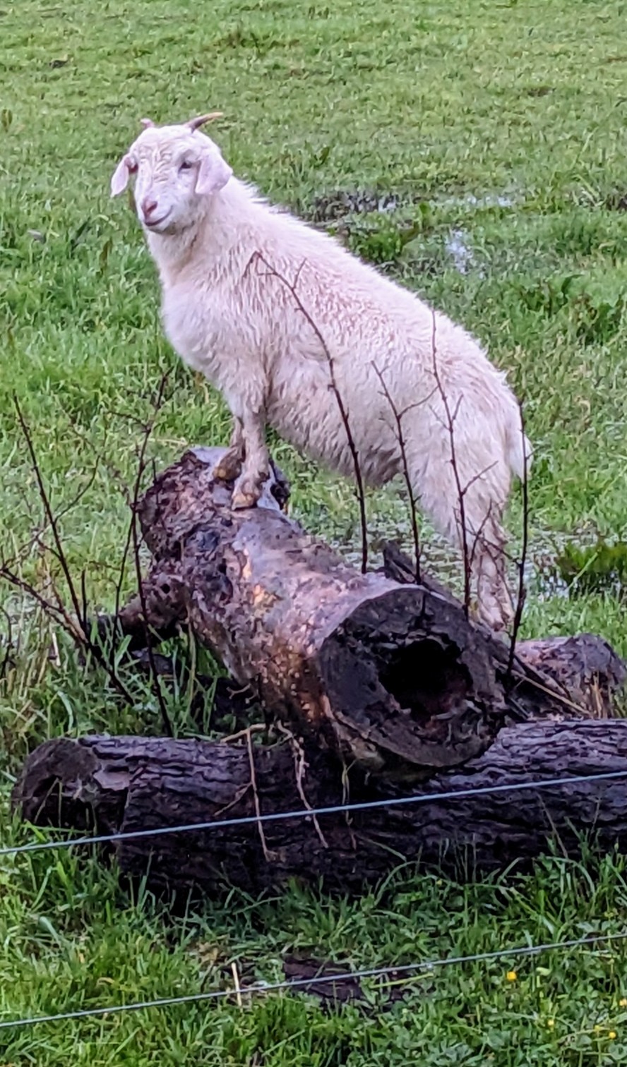 Honeys Retreat | 33 Honeys Rd, Wonthaggi VIC 3995, Australia | Phone: 0492 444 382