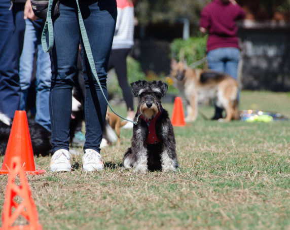 Sydney All Breeds Dog Training Club |  | Stanley St, Concord NSW 2137, Australia | 0401071515 OR +61 401 071 515