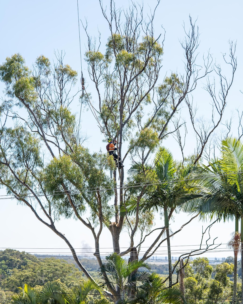 Inspiration Trees |  | 36 Lagoon Dr, Myocum NSW 2481, Australia | 0435735770 OR +61 435 735 770