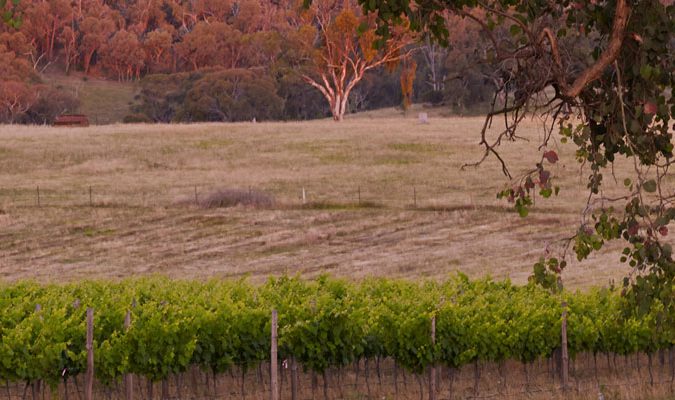 Piano Piano Wines | 852 Beechworth-Wangaratta Rd, Everton Upper VIC 3678, Australia | Phone: (03) 5727 0382