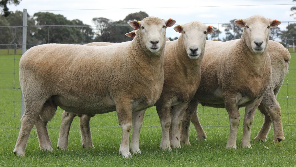 Chrome Sheep Studs | food | 6111 Dartmoor-Hamilton Rd, Yulecart VIC 3301, Australia | 0417149805 OR +61 417 149 805