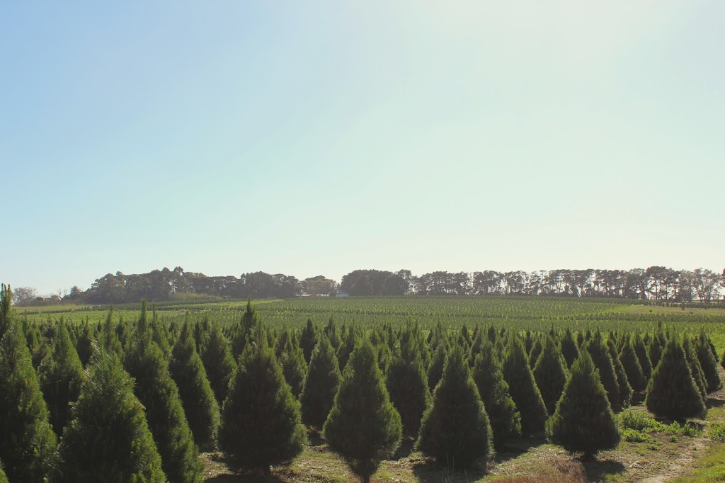 Real Christmas Tree Elves Williamstown | store | 87 Kororoit Creek Rd, Williamstown VIC 3016, Australia | 0488552729 OR +61 488 552 729