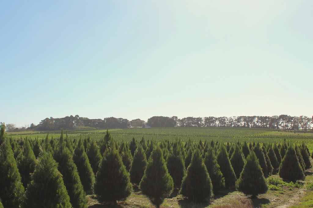 Real Christmas Tree Elves Williamstown | 87 Kororoit Creek Rd, Williamstown VIC 3016, Australia | Phone: 0488 552 729