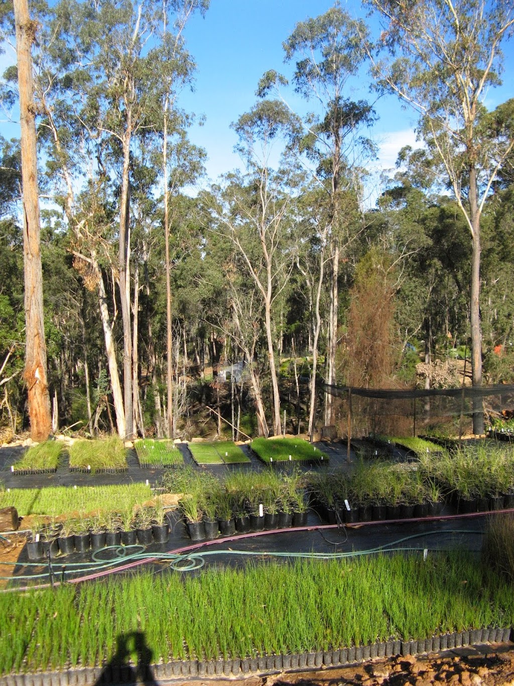 Provincial Plants and Landscapes | Myrtle Gully Rd, Yowrie NSW 2550, Australia | Phone: (02) 6262 6456