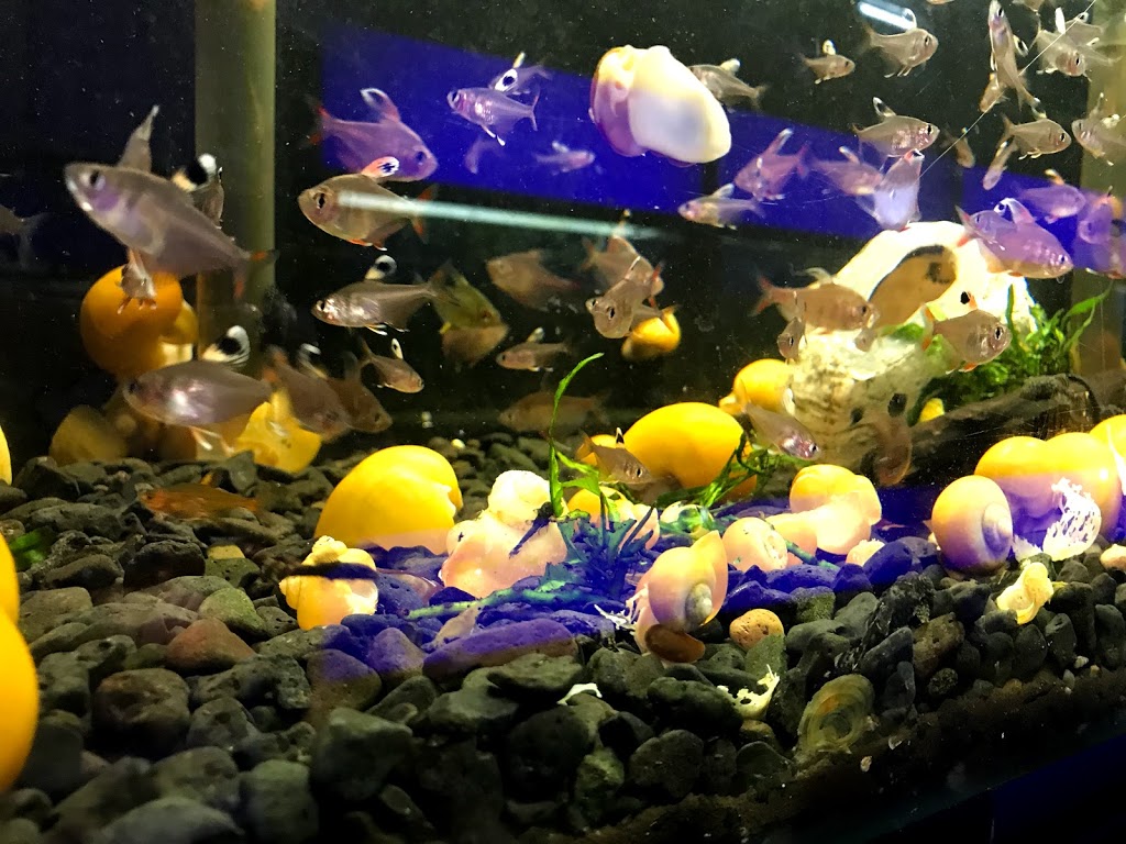 V & L Aquarium | 259 High St, Preston VIC 3072, Australia | Phone: (03) 9484 8877