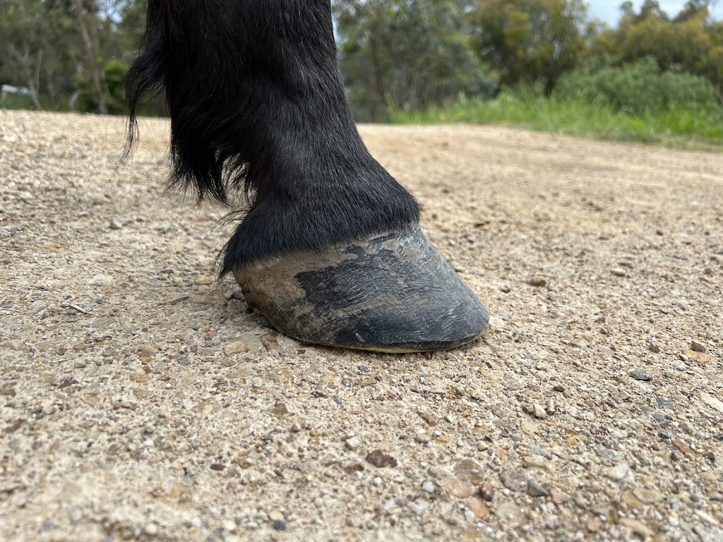 EquiTrim Natural Hoof Care | 135 Elliotts Rd, Broadford VIC 3658, Australia | Phone: 0429 841 201