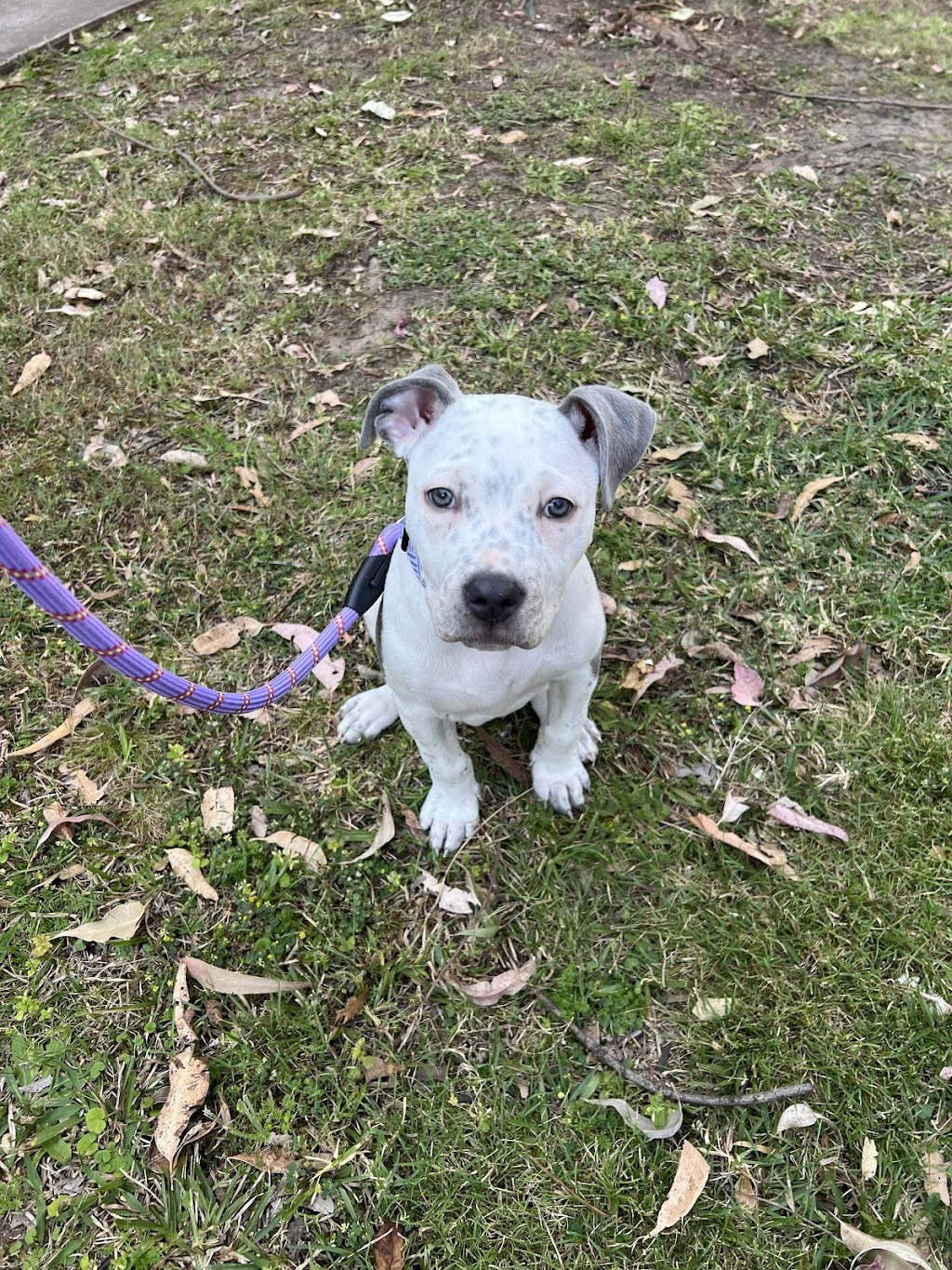 Sydney Dogs & Cats Home | 69-83 Sir Joseph Banks Dr, Kurnell NSW 2231, Australia | Phone: (02) 9587 9611