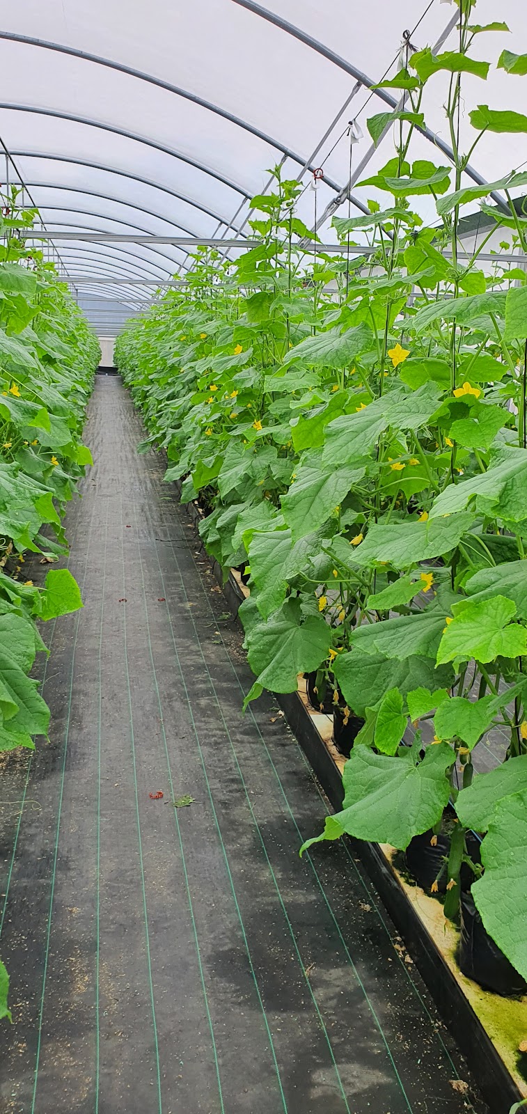 Greenleaves farm | 77-81 Taylor Rd, Cranebrook NSW 2749, Australia | Phone: 0478 785 966