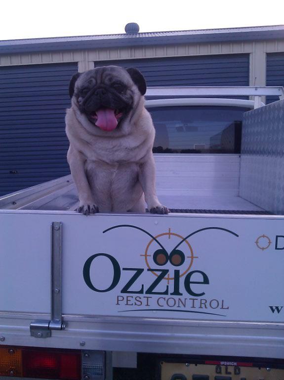 Ozzie Pest Control | 4 Darlington Ct, Flinders View QLD 4305, Australia | Phone: (07) 3288 8012